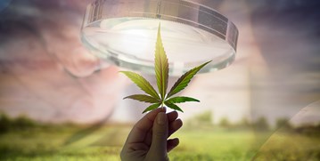 an image of a hand holding a marijuana leaf under a magnifying glass 
